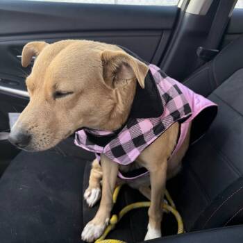 Rescue Feist and Mixed Breed Dogs for Adoption in Rossville, Georgia - Birdy | PetCurious