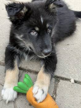 Bruce -  Husky and Shepherd Dog for Adoption in Cambridge, Ontario - Bruce | PetCurious