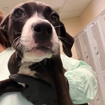 Megan -  Mixed Breed Dog for Adoption in Memphis, Tennessee - Megan | PetCurious