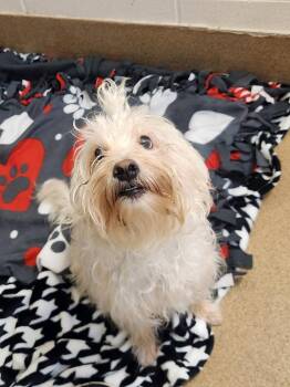 Shih Tzu Dogs Available for Adoption in Grand Forks, North Dakota - Safarie | PetCurious