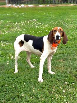 Daisy -  Hound Dog for Adoption in Maryville, Tennessee - Daisy | PetCurious