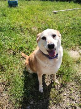 Mavis -  Cattle Dog Dog for Adoption in Evansville, Indiana - Mavis | PetCurious
