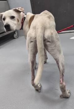 Pit Bull Terrier Dogs Available for Adoption - Ic 17 | PetCurious