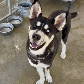 Rescue Husky and German Shepherd Dog Dogs for Adoption in Littlerock, California - Joe | PetCurious