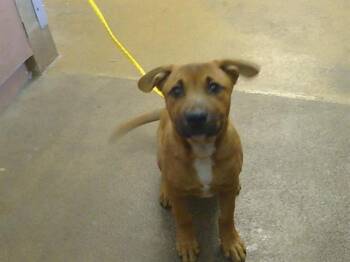 NATHAN DRAKE -  Mastiff and Mixed Breed Dog for Adoption in Sacramento, California - NATHAN DRAKE | PetCurious