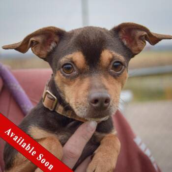 Rescue Miniature Pinscher and Chihuahua Dogs for Adoption in Huntley, Illinois - Bean | PetCurious