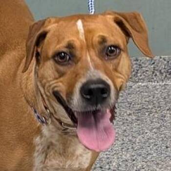 Hound Dogs Available for Adoption - Betty | PetCurious