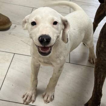 Timber -  Mountain Cur Dog for Adoption in Lufkin, Texas - Timber | PetCurious