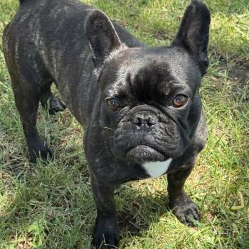 French Bulldog Dogs Available for Adoption in San Diego, California - Opie | PetCurious