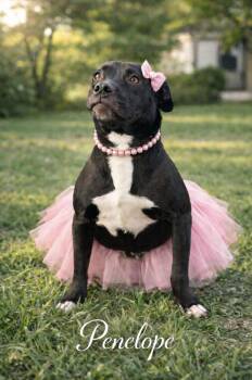 Labrador Retriever and American Staffordshire Terrier Dogs Available for Adoption in Lucas, Texas - Penelope | PetCurious