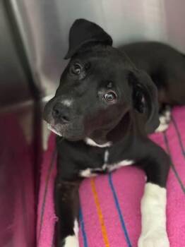 Heidi -  Labrador Retriever Dog for Adoption in Ponchatoula, Louisiana - Heidi | PetCurious