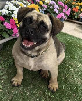 Puggle Dogs Available for Adoption in Camp Pendleton North, California - Pepper | PetCurious