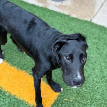 Noche -  Black Labrador Retriever and Golden Retriever Dog for Adoption in New Orleans, Louisiana - Noche | PetCurious