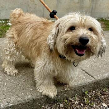 Maltese and Mixed Breed Dogs Available for Adoption in Warrensburg, Missouri - Milo | PetCurious