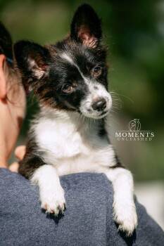 Minute Maid -  Cardigan Welsh Corgi Dog for Adoption - Minute Maid | PetCurious