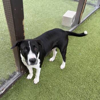Mama Bear -  Mixed Breed Dog for Adoption in Loxahatchee Groves, Florida - Mama Bear | PetCurious