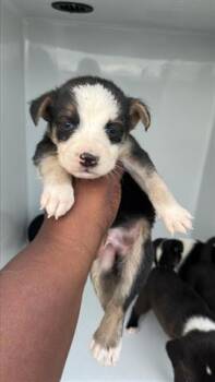 Siberian Husky and Labrador Retriever Dogs Available for Adoption - A651426 | PetCurious