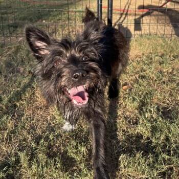 Rescue Miniature Schnauzer and Mixed Breed Dogs for Adoption in Sanford, North Carolina - Parker | PetCurious