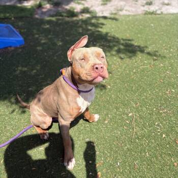 Blue -  Pit Bull Terrier Dog for Adoption in Port Richey, Florida - Blue | PetCurious