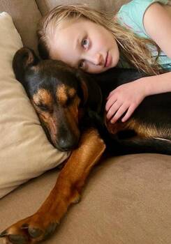 Hound Dogs Available for Adoption - Patsy | PetCurious