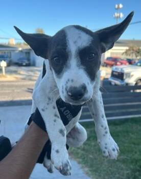 Rescue Pit Bull Terrier Dogs for Adoption in Victorville, California - SEIZED "CORALINE" 1673 HOLD UNTIL 11/8/2025 | PetCurious