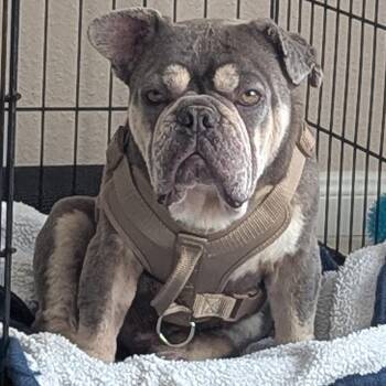 French Bulldog and English Bulldog Dogs Available for Adoption in Houston, Texas - Winston | PetCurious