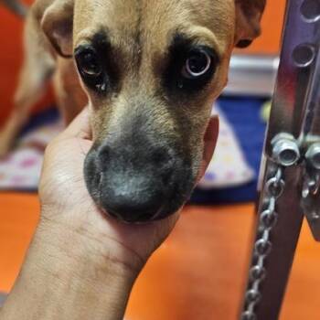 Brisa -  Mixed Breed Dog for Adoption in Kansas City, Missouri - Brisa | PetCurious