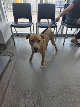 Rescue Retriever and Pit Bull Terrier Dogs for Adoption in Fort Worth, Texas - 59676974 | PetCurious