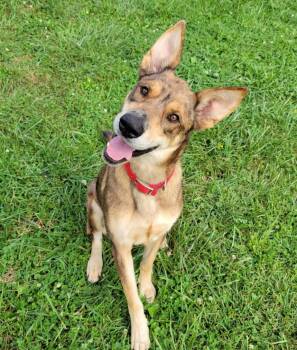 Bindi -  German Shepherd Dog and Smooth Collie Dog for Adoption in Lisbon, Ohio - Bindi | PetCurious