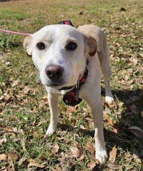 Rescue Jack Russell Terrier Dogs for Adoption in Ridgeland, South Carolina - Stella | PetCurious
