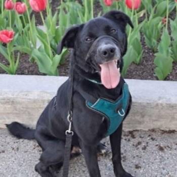 Axel -  Cattle Dog Dog Available for Adoption in Midland, Michigan - Axel | PetCurious