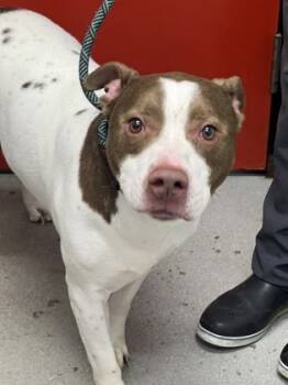 Rescue Mixed Breed Dogs for Adoption in West Chester, Pennsylvania - Odin | PetCurious