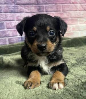 Chihuahua Dogs Available for Adoption in Sedalia, Colorado - Goji Berry | PetCurious