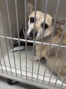 ENANO -  Chihuahua Dog for Adoption in Las Vegas, Nevada - ENANO | PetCurious