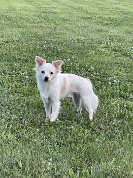 Fluffy -  Pomeranian Dog for Adoption in Ashville, Ohio - Fluffy | PetCurious