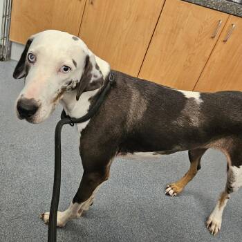 Indie -  Catahoula Leopard Dog Dog for Adoption in Suffolk, Virginia - Indie | PetCurious