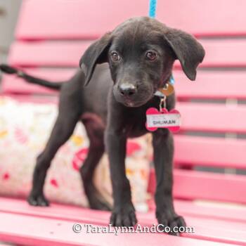Shuman -  Retriever Dog for Adoption in Wake Forest, North Carolina - Shuman | PetCurious