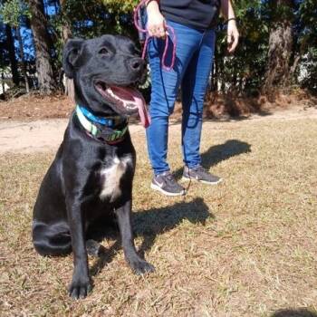 Rescue Labrador Retriever Dogs for Adoption in Smyrna, Georgia - Isa | PetCurious