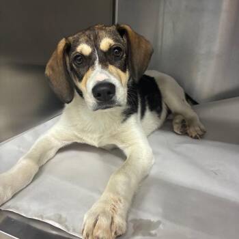 Beagle Dogs Available for Adoption in Corbin, Kentucky - Oscar | PetCurious