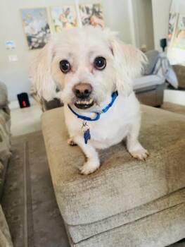Terrier Dogs Available for Adoption in Las Vegas, Nevada - Boris Aka Jake  | PetCurious