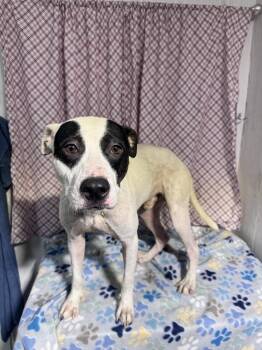American Bulldog Dogs Available for Adoption in Opelousas, Louisiana - ASTRAEUS | PetCurious
