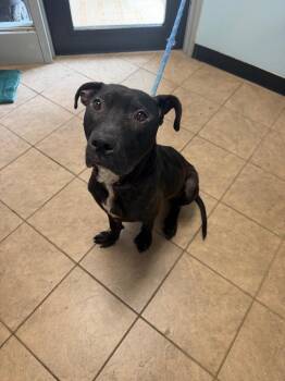 Wyatt -  Pit Bull Terrier Dog for Adoption in Marion, Ohio - Wyatt | PetCurious