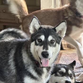 Rescue Alaskan Malamute Dogs for Adoption in Central Lake, Michigan - Steve | PetCurious