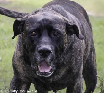 Rescue Mastiff Dogs for Adoption in Nashville, Tennessee - Henry | PetCurious