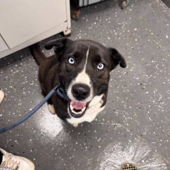 Mixed Breed Dogs Available for Adoption in Columbiana, Alabama - Cassidy | PetCurious