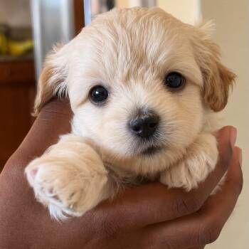 Starburst -  Maltese and Terrier Dog for Adoption in San Diego, California - Starburst | PetCurious