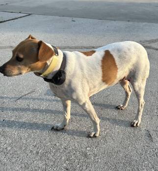 Rescue Terrier Dogs for Adoption in Statesboro, Georgia - Rascal *Courtesy Post* | PetCurious