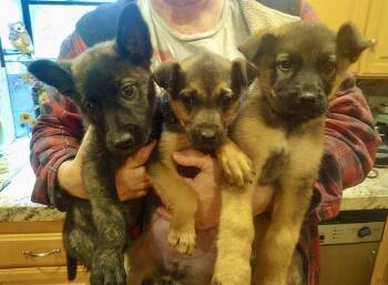 German Shepherd Dog Dogs Available for Adoption - Milly  | PetCurious