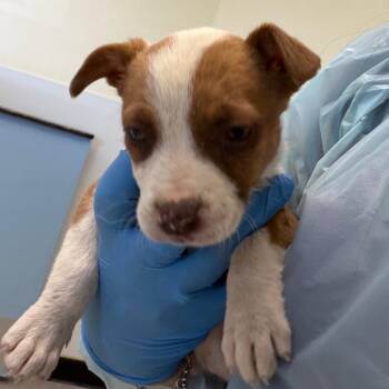 Mixed Breed Dogs Available for Adoption - Moana | PetCurious