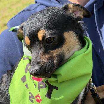 ash -  Terrier and Mixed Breed Dog for Adoption in Bellingham, Washington - Ash | PetCurious